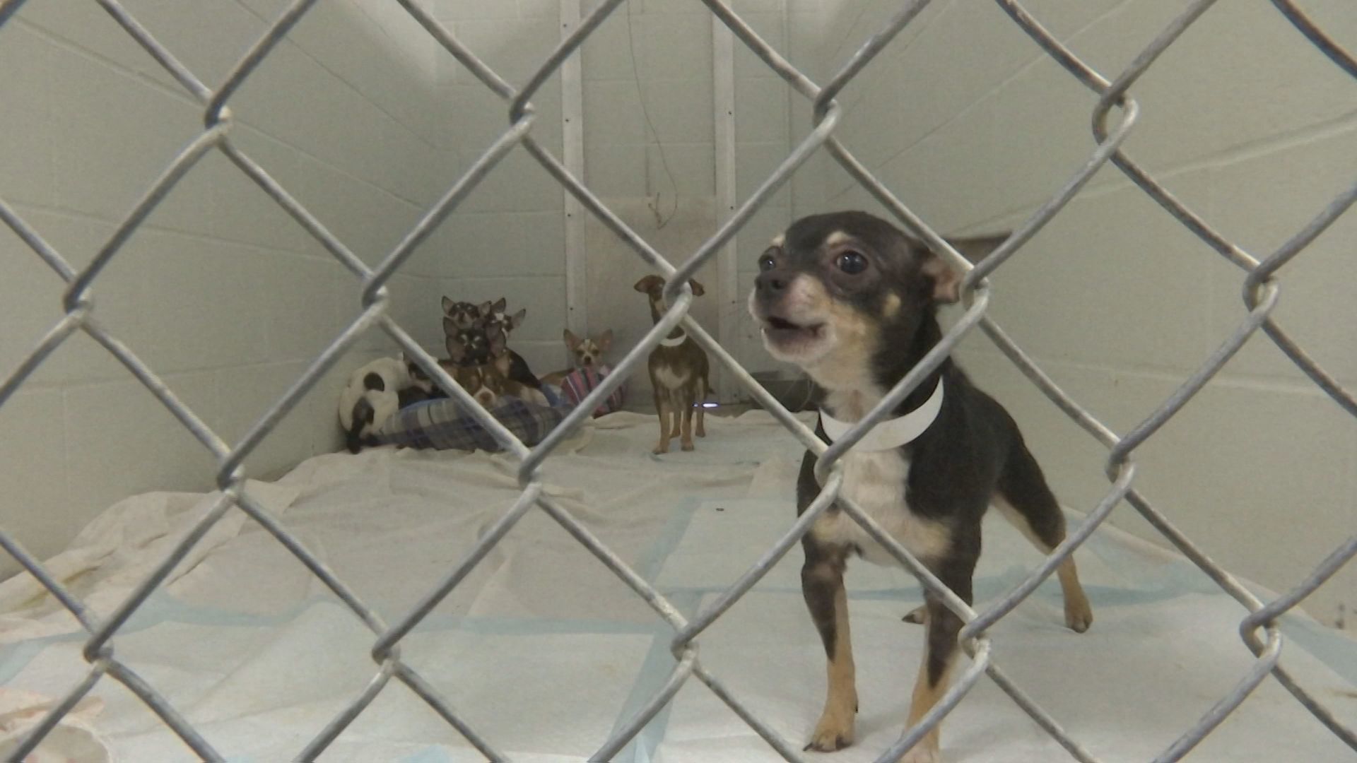 abused animals 6.jpg